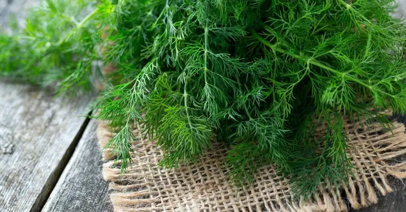 Health-Benefits-Of-Dill.webp