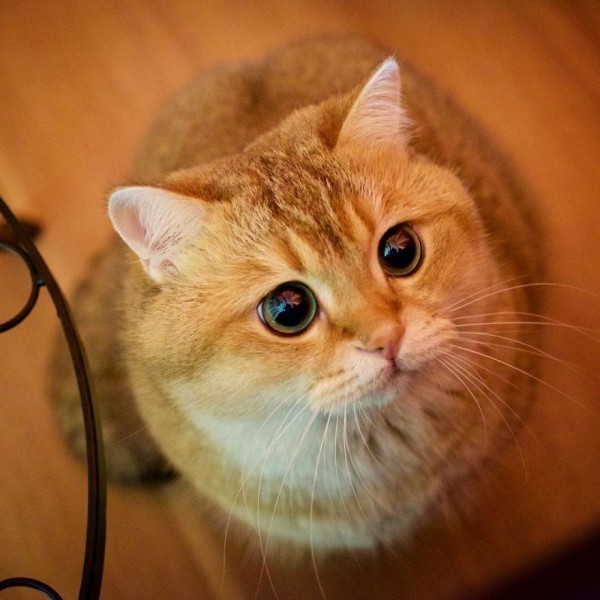 Hosico-Cat-58b920f533f35__880-600x600.jpg