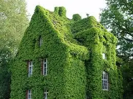 imagesECOUO9DJ.webp