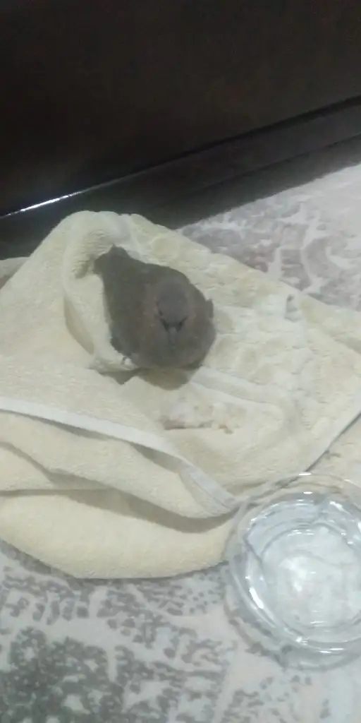 IMG-20190413-WA0041.webp