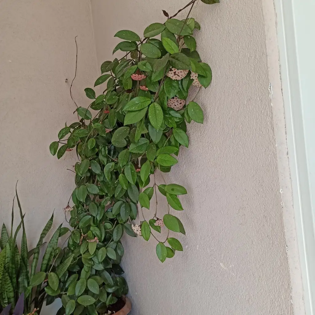 IMG_20210626_122250.webp