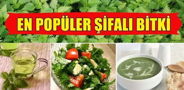 isirgan_otu_en_populer_sifali_bitkiler_arasinda_h48705.webp