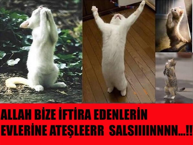 iste-trafodaki-kedi-caps-leri-kedi-caps-trafo-elektrik-1423794.jpg