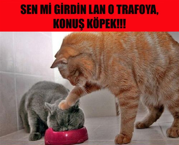 iste-trafodaki-kedi-caps-leri-kedi-caps-trafo-elektrik-1423809.jpg