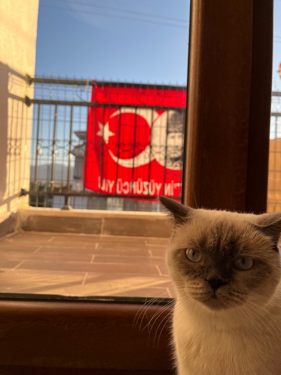 kedi bayrak (12).jpg