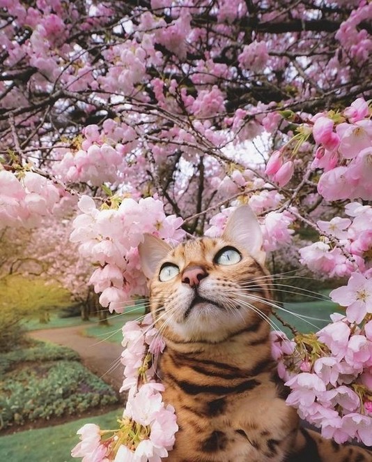 kedi çiçek (12).jpg