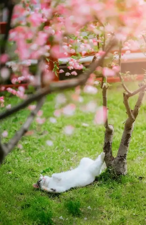 kedi haft (14).webp