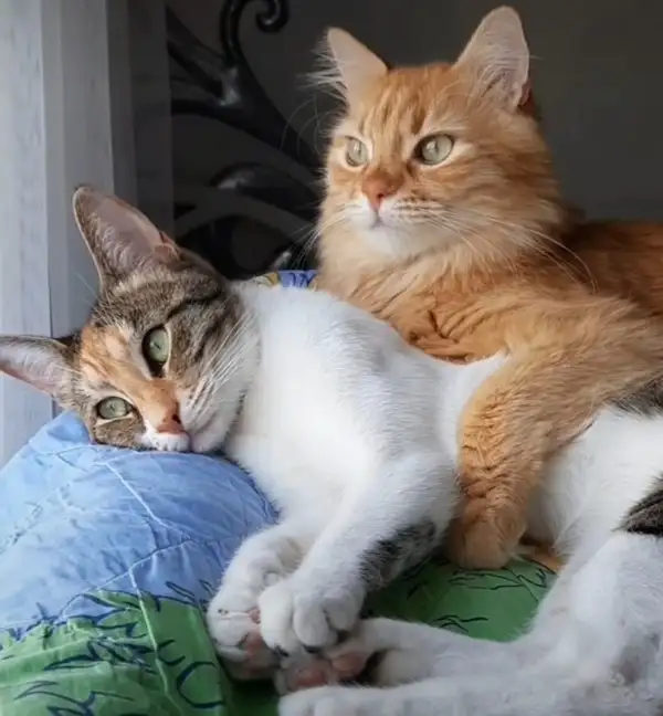 kedi haft (17).webp