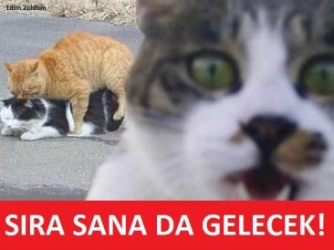 kedi.jpg