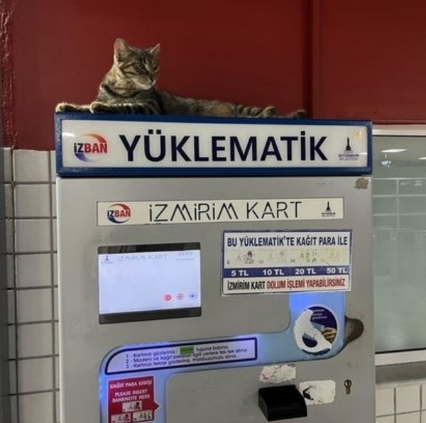 kedi komükk yurdum (10).jpg