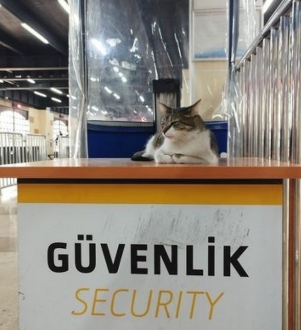 kedi komükk yurdum (8).jpg