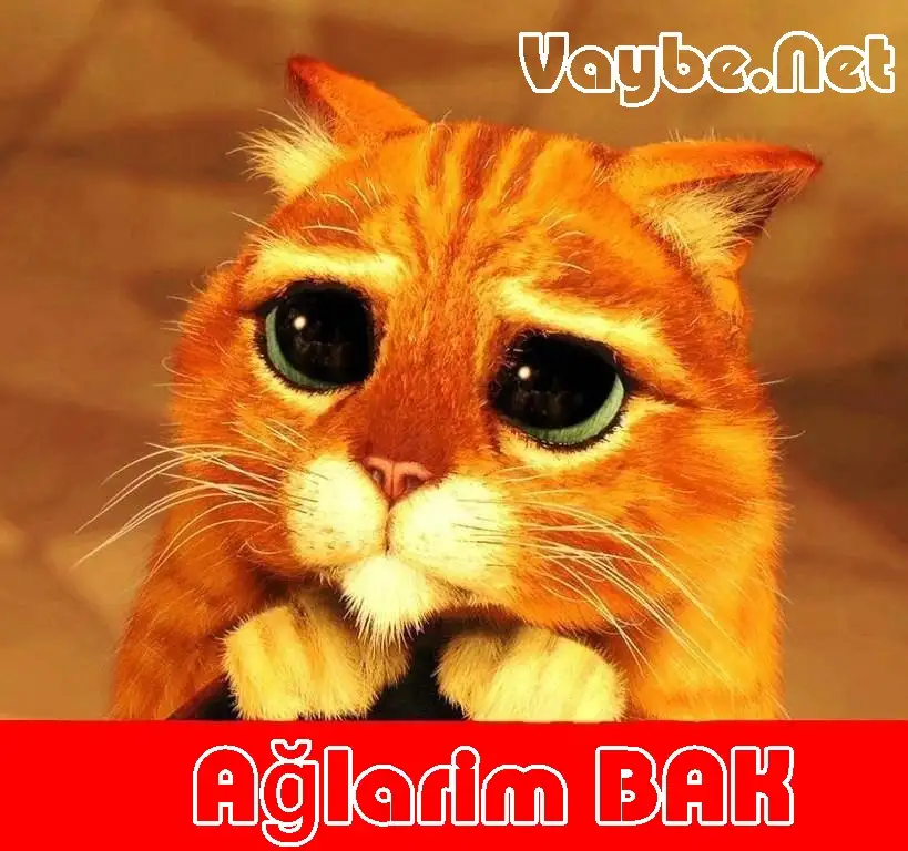 kedi1.webp