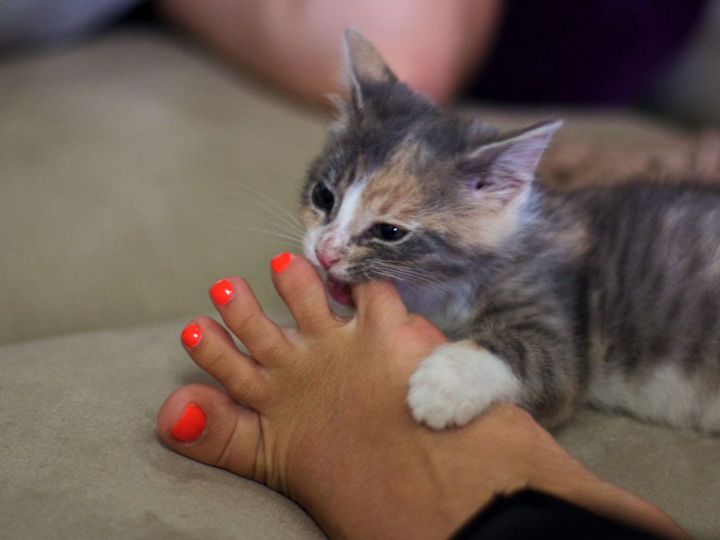 kitten-nibbling-on-orange-painted-toenails-112844835-57d9980c5f9b586516738594.jpg