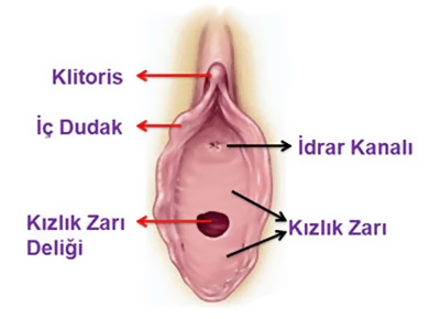 kizlik_zari_yapisi.jpg