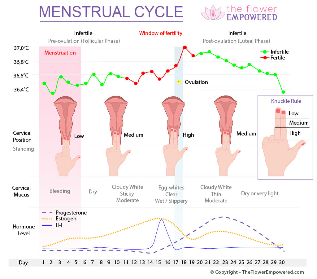 MenstrualCycle.jpg