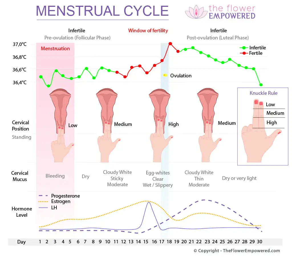 MenstrualCycle.webp