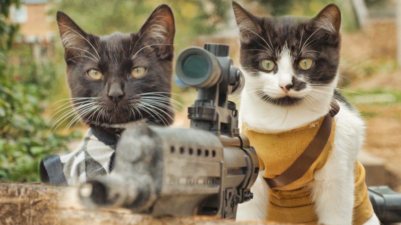 military-trained-cats-save-a-fel.jpg