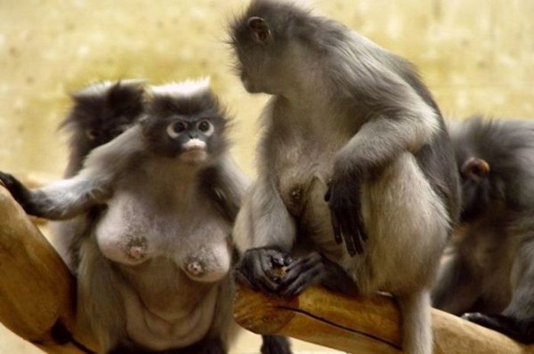 monkey-boobs.jpg