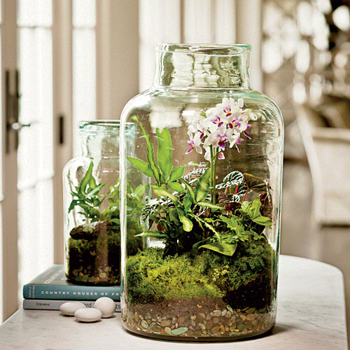 moth-orchid-fern-moss-terrarium-x.jpg