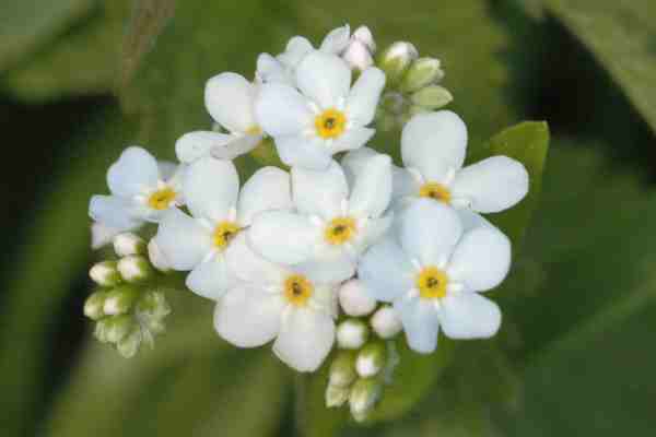 Myosotis_arvensis.jpg