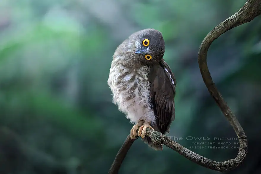 owl-photography-sasi-smit-31.webp