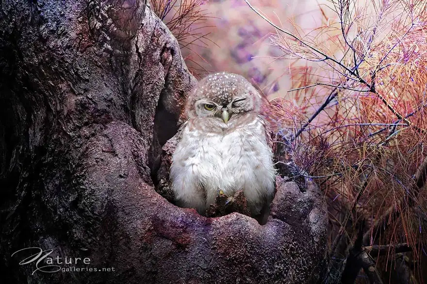 owl-photography-sasi-smit-4.webp