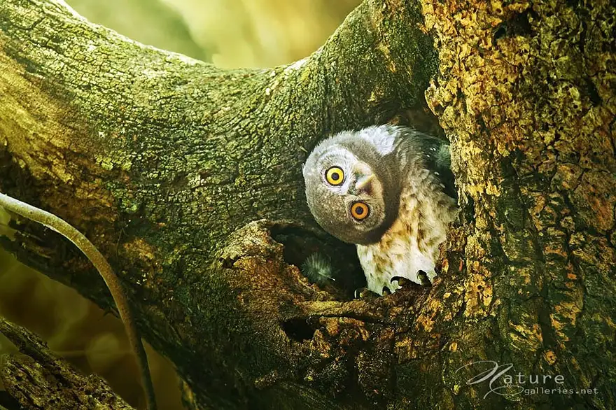 owl-photography-sasi-smit-5.webp