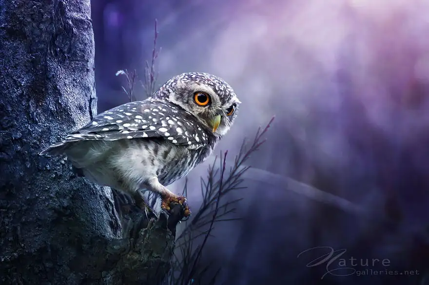 owl-photography-sasi-smit-8.webp