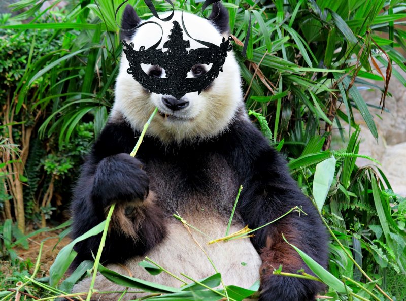 panda.jpg