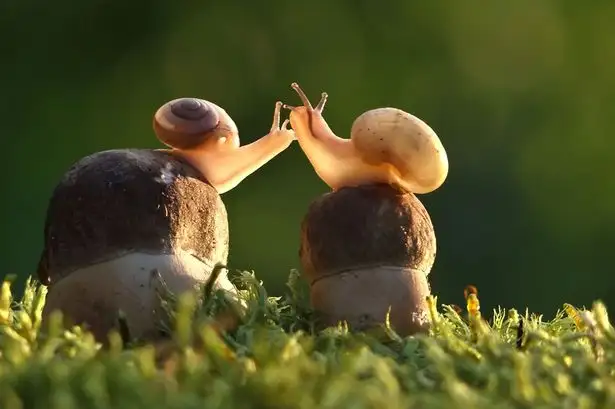 PAY-cute-animals.webp