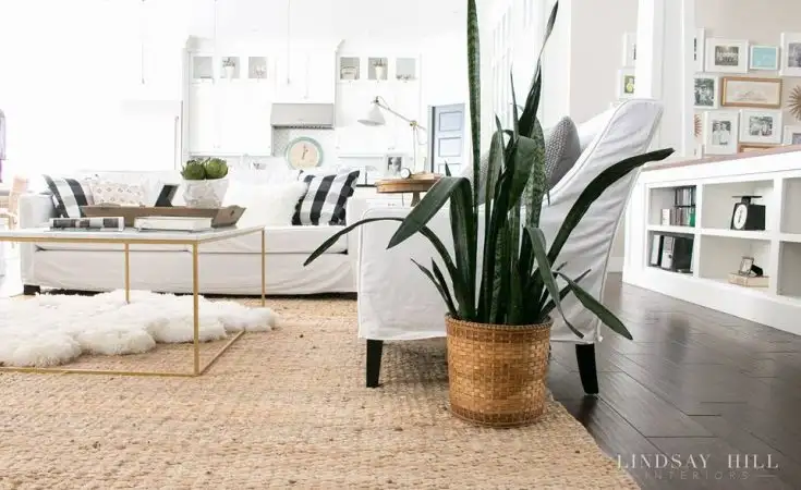 Plant-In-Living-Room-Winter-Decorations-735x450.webp