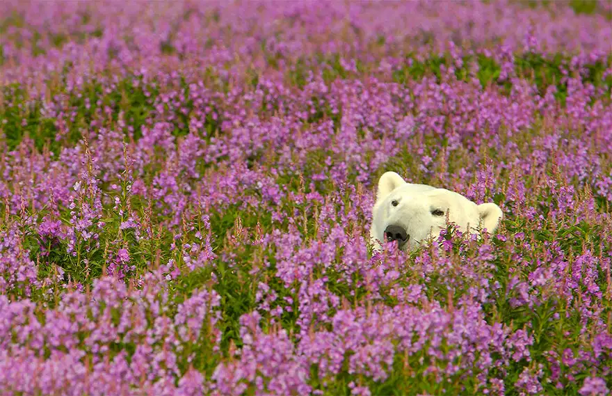 polar-bear-playing-flower-field-dennis-fast-17.webp