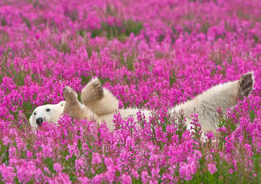 polar-bears-summer-fields-playing-photo-dennis-fast-canada-1.webp