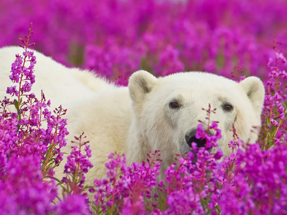 polar-bears-summer-fields-playing-photo-dennis-fast-canada-14.webp