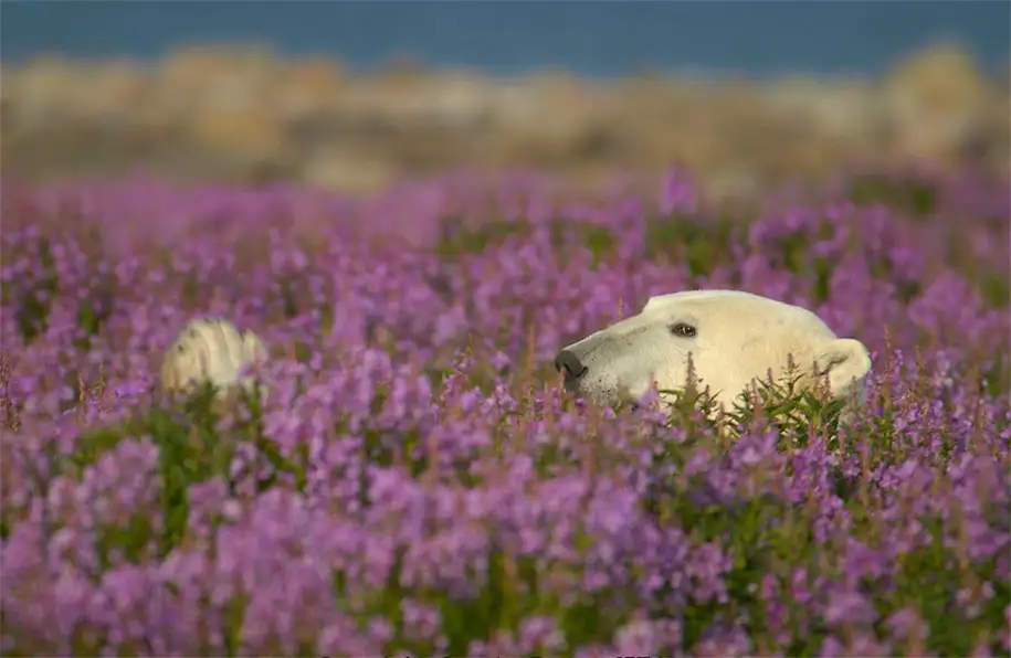 polar-bears-summer-fields-playing-photo-dennis-fast-canada-18.webp