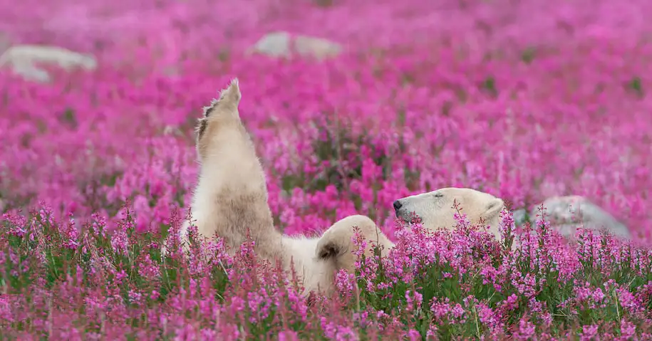 polar-bears-summer-fields-playing-photo-dennis-fast-canada-20.webp