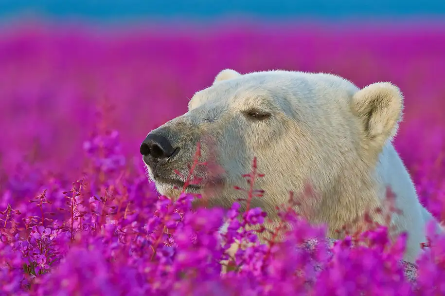 polar-bears-summer-fields-playing-photo-dennis-fast-canada-21.webp