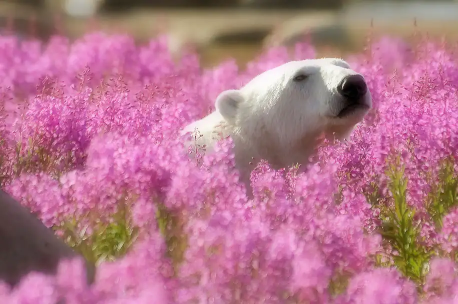 polar-bears-summer-fields-playing-photo-dennis-fast-canada-22.webp