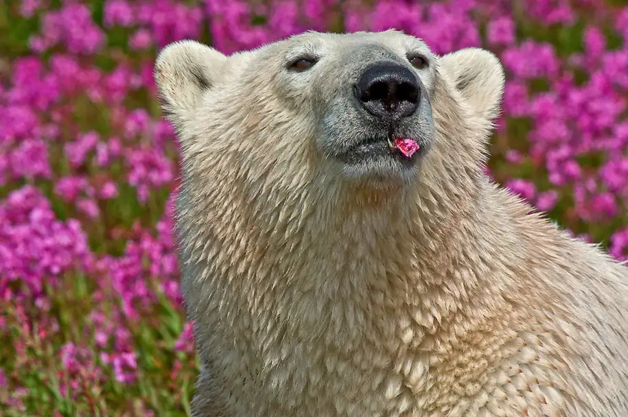 polar-bears-summer-fields-playing-photo-dennis-fast-canada-23.webp