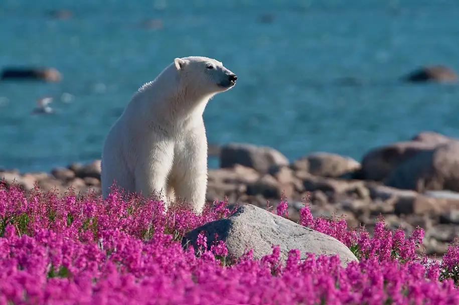 polar-bears-summer-fields-playing-photo-dennis-fast-canada-24.webp