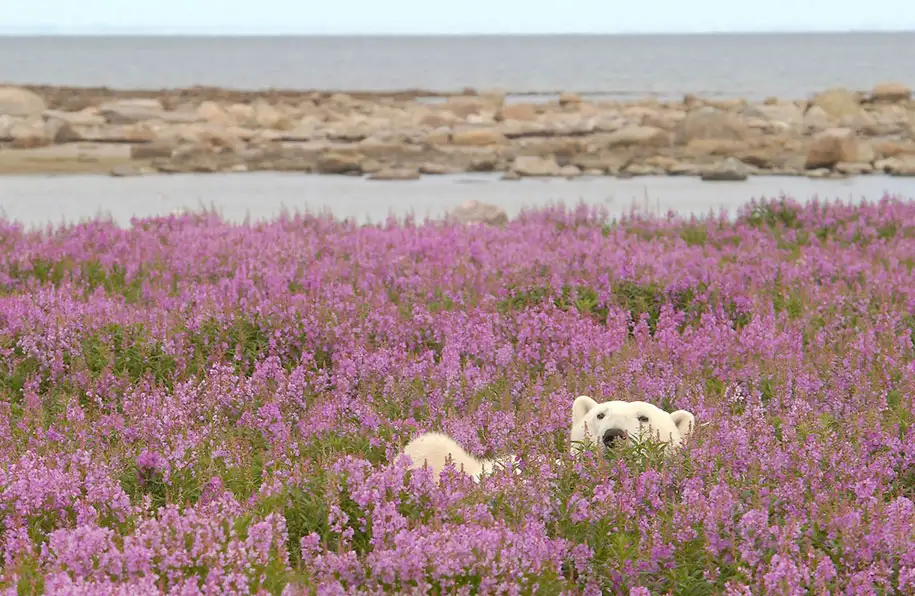 polar-bears-summer-fields-playing-photo-dennis-fast-canada-25.webp