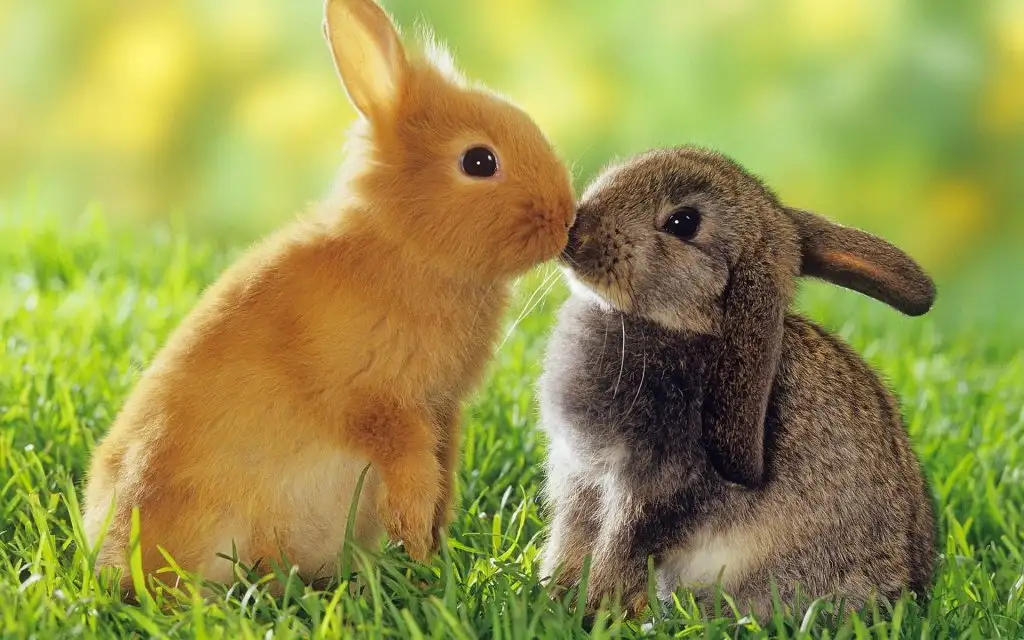 Rabbits-Kiss.webp