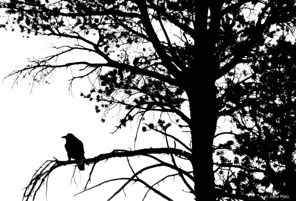 raven-black-bird-tree.jpg