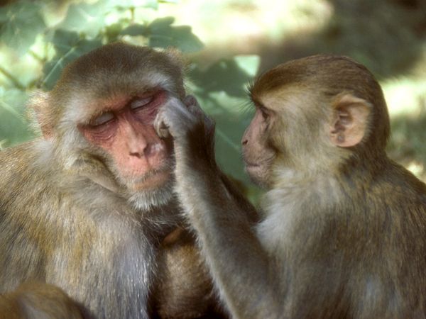 rhesus-monkey_685_600x450.jpg