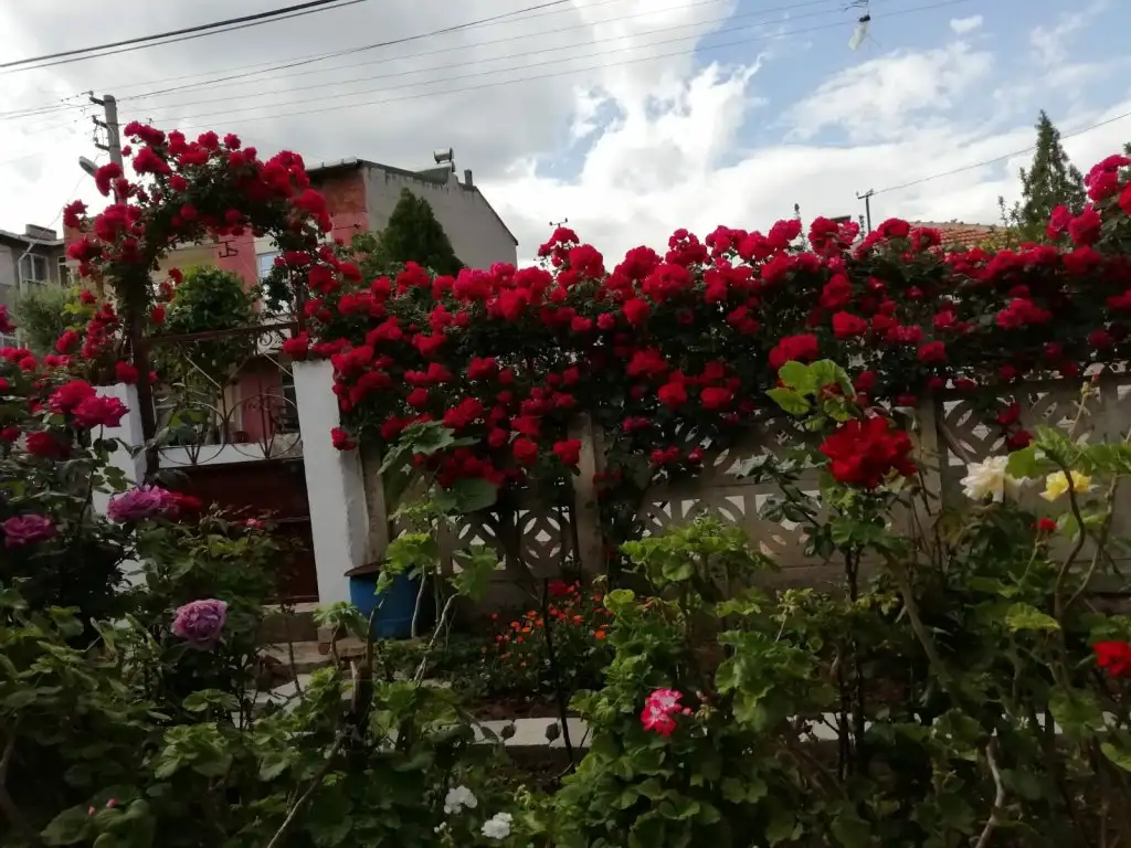 SAVE_20210517_194259.webp