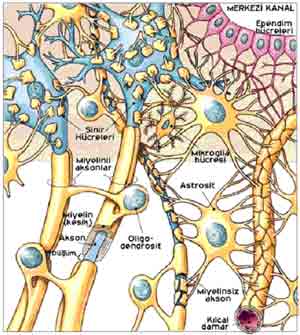 sinir_sistemimiz_sek8.jpg