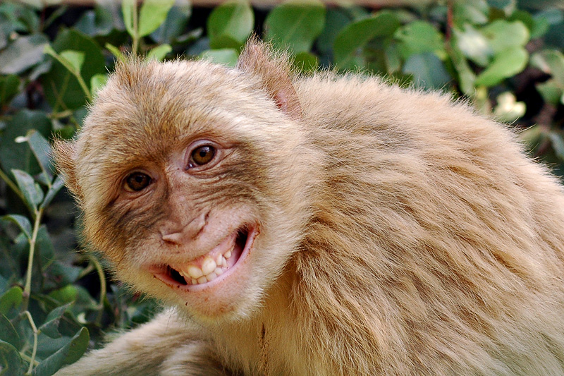 smiling.monkey.jpg