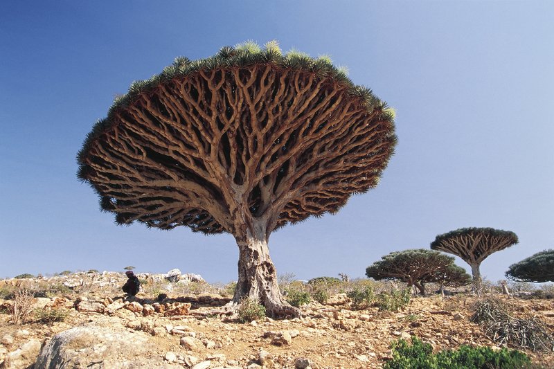 sokotra-ejderha-ağacı-yemen.jpg