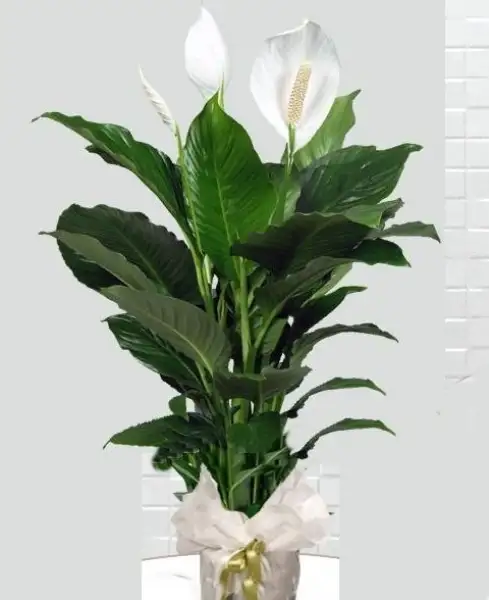 spathiphyllum-baris-cicegi-563.jpg