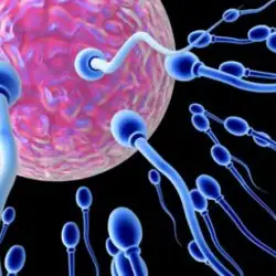 sperm-sayisini-arttiran-yiyecekler.webp